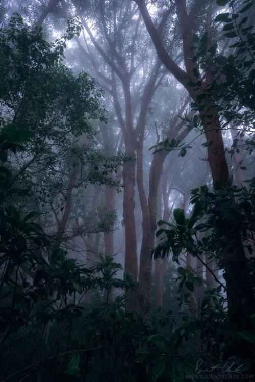 renamonkalou:  Tall trees in the middle of a deluge - Waimanu Valley