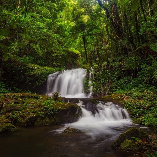 oceaniatropics:   Mirror Falls, O’Reilly’s rainforest, Gold Coast hinterland, Australia, by mcguigan