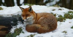 wabisabiwildflower:Fox in the Snow by Peter