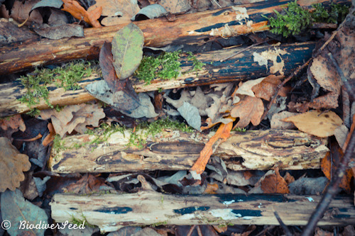 biodiverseed:  #Edible Forest Gardening 101: Emulating Forest Soil Resources While every forest is different, all of them share a few commonalities in the biomass resources they convert into humus and nutrition. The balance between the inputs is what