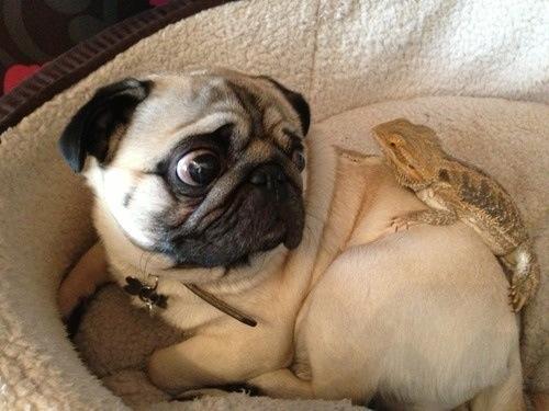 awwww-cute:  P-p-p-p-p-please don’t hurt me! (Source: http://ift.tt/1Au0uUm)