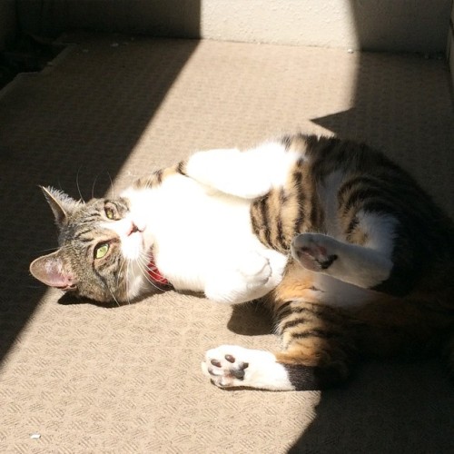 konemuneko:  朝ネマ子 ベランダゴロゴロ Good morning #nemanyan #neko #猫