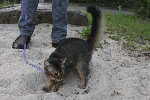 x-file:catazoid:  As promised, here are some pictures of Lyalya’s first walk outside! Look at the bushy little squirrel tail :D the sandpit was her favorite spot! She was extremely excited and threw sand all over the place  this is a fucking squirrel.