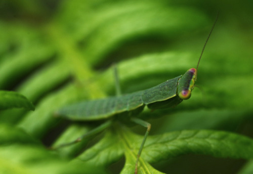 Finally found some native new zealand mantises! \o/ http://wild-e-eep.blogspot.co.nz/2015/01/new-zea