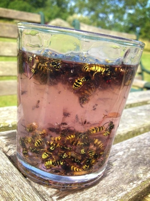 facts-i-just-made-up: punchingpatriarchy: facts-i-just-made-up: A Long Island Iced Bee Made with Vod