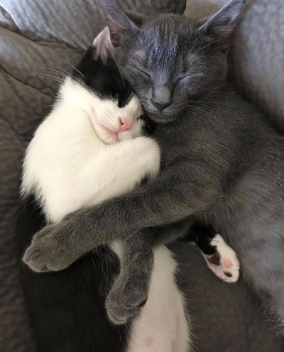 innovation-daughter:no thoughts, only cats in love pt.3// pt. 1 // pt. 2//
