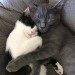 innovation-daughter:no thoughts, only cats in love pt.3// pt. 1 // pt. 2//