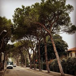 Passage à racines… #pins #alignement #centreville #trevise #italie #racine #roots #urbaintrees #arbresenville (à Treviso Centro)https://www.instagram.com/p/CpD-CqWMDDg/?igshid=NGJjMDIxMWI=
