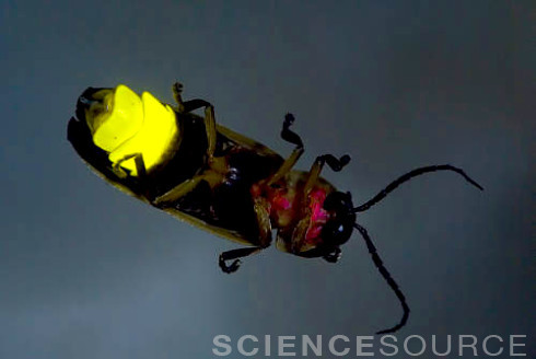 sciencesourceimages:  Glow Little Glow Worm! What would Summer be without Fireflies lighting up the 