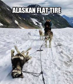 hetafruitsouranhp321:  Moon Moon: LOL Snow angels! Sled Team: Goddammit Moon Moon!