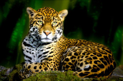 earthlynation:  Jaguar (by erbephoto)