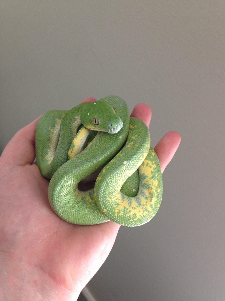 little-miss-poisonous:  sarah-scales:  When people complain about snakes being scary