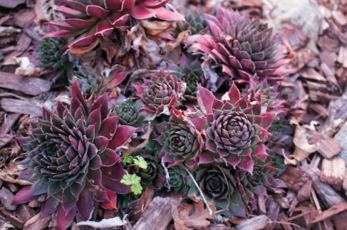 flora-file:
“Succulents in my garden - March 11, 2018
DST - I finally saw my garden before the sun went away. FYI - my garden is 8.5 years old and coming together nicely. My photography skills, not so much.
One of my many new year’s resolutions...