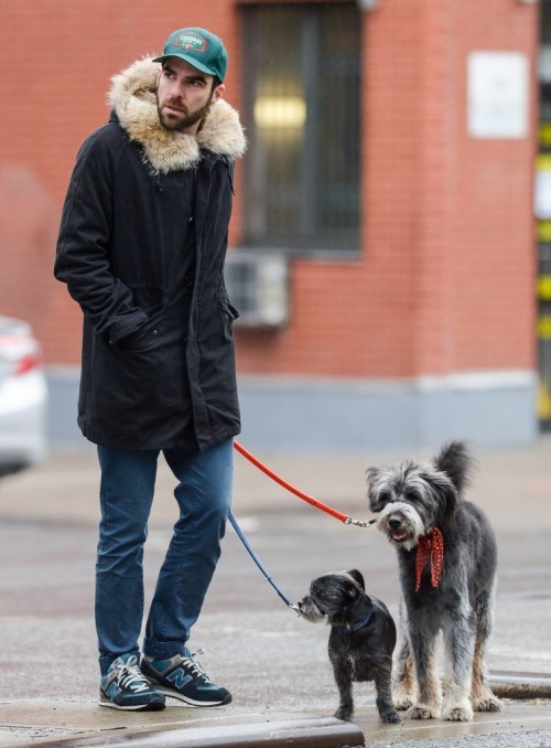 zacharysquinto:Zachary Quinto walking his dogs in New York City (December 10, 2014) [HQ]