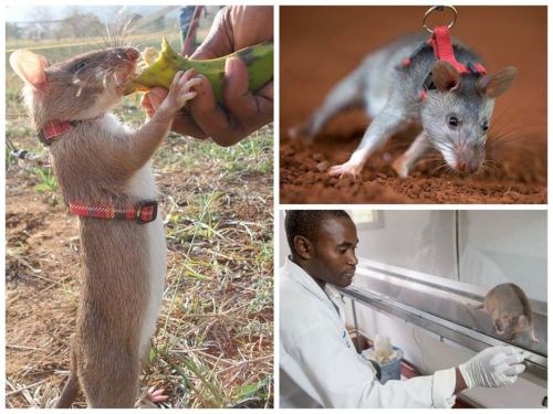 ceruleancynic:camwyn:rhamphotheca:These cute little guys are giant African Giant Pouched Rats (Crice