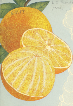 nemfrog:Orange opulent. 1921. Catalogue cover