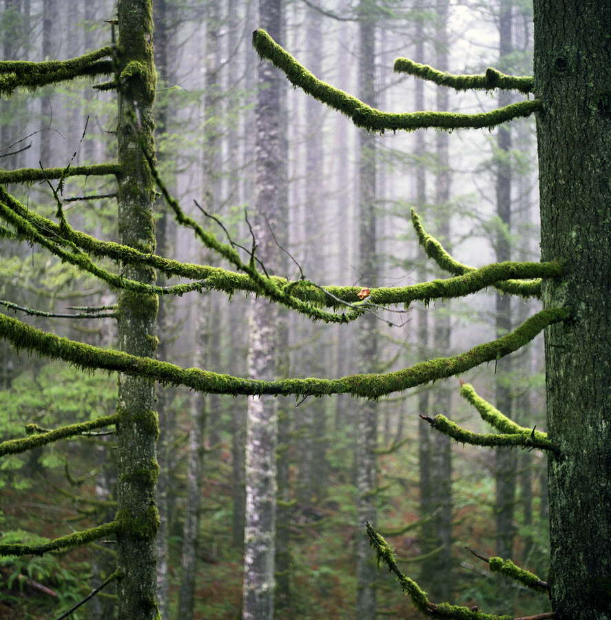 woodendreams:  (by Danielle Hughson)