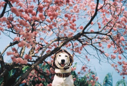 animal-factbook:  This dog is one of the world’s most well-known supermodels. This lucky canine travels across the globe, wearing the latest fashions and getting its picture taken along the way. Photos end up in Vogue, Elle, and several other high profile
