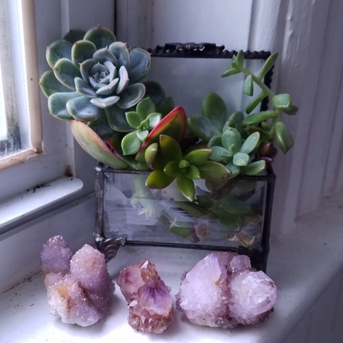 skeletonbonesandflowers:  It’s been raining here in Massachusetts but I love it!  So here’s some succulents and spirit quartz to brighten your day!  Instagram: xtwii  Ello: xtwii