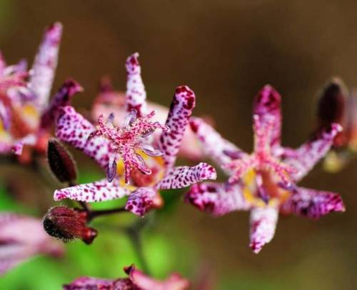 Another shot in a random garden in Yoyogi Park from a fall day in 2012.20 October 2012。 。2018 © 