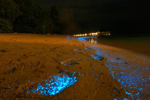 you-are-another-me:  The bioluminescent phytoplankton light the entire beach in Maldives where the waves hit the sand and agitate the little creatures. They also light up under pressure, like when people walk across the sand.   