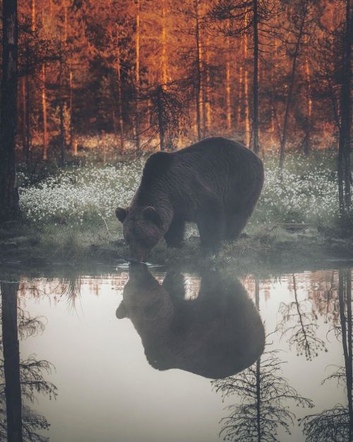 maureen2musings:Summer night in Finlandantti_rintala