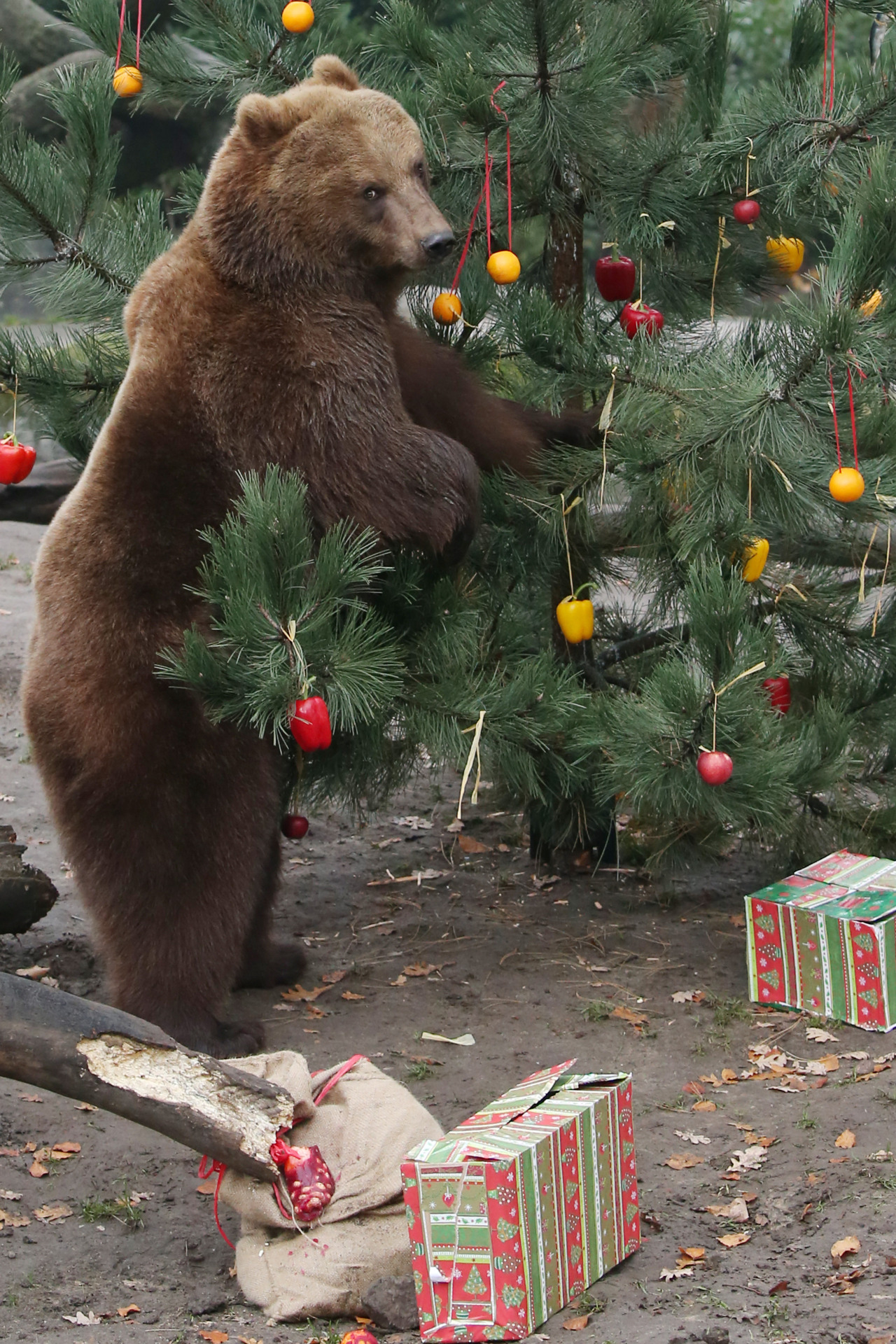 bears–bears–bears:  Christmas Feeding Session in Hamburg Merry Christmas! ʕ•ᴥ•ʔ 