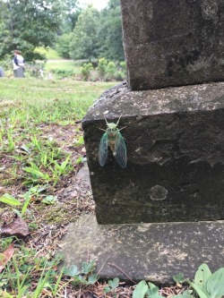 appalachianetiquette:  thenoraninja:   appalachianetiquette: Saw this cool bug in the graveyard but I’m no good with identifying things of the bug variety.  That’s some sort of Fae. Offer it milk in a shallow bowl and fresh steel cut oats with cream