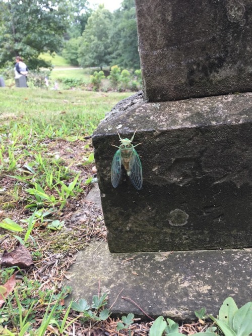 siranthonystank:appalachianetiquette:thenoraninja:appalachianetiquette:Saw this cool bug in the grav