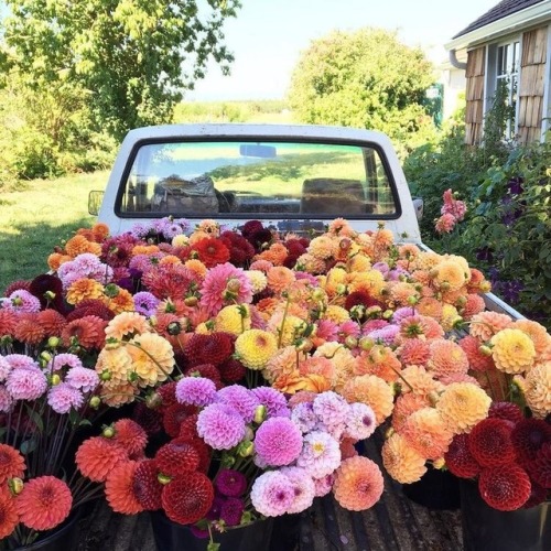 tuckturn:I would like a truck full of dahlias please