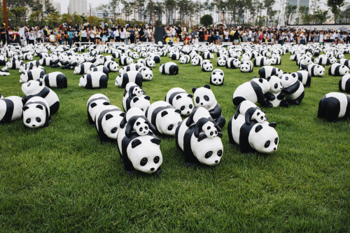 1600 PANDA+  in BUSAN