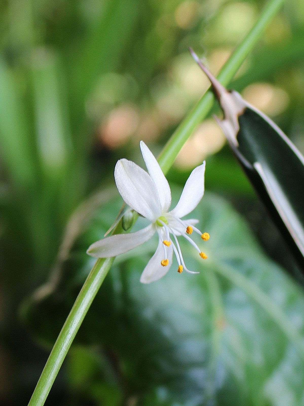 theplanthouse:
“ Something a little less dramatic for today: Chlorophytum comosum, aka spider plant. One of the most commonly grown houseplants, but mostly for their foliage rather than their flowers, which are produced on long stolons that usually...