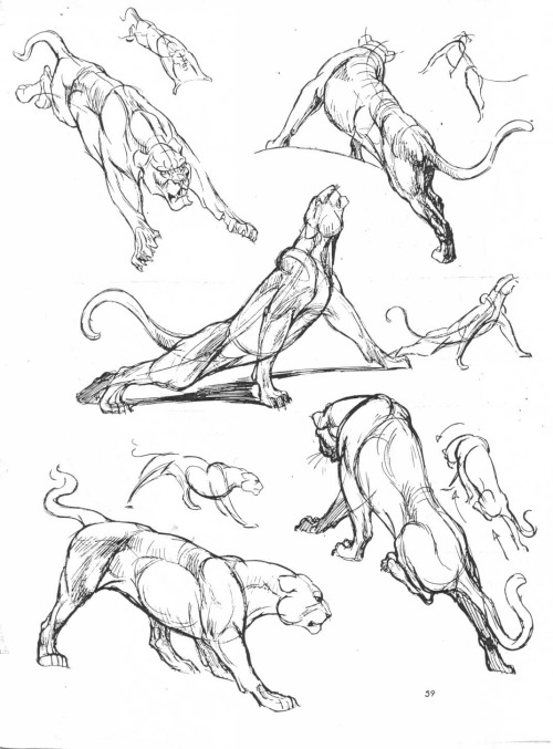 If You Love Animals Or Drawing Then You Should Add This Book To Your Collection. The Art Of Animal Drawing