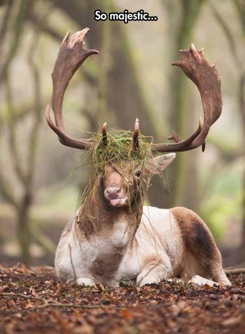 welele:  Qué animal tan majestuoso… No puedo pensar en este animal y no ver… esto. PD: Para mí todo esto son ciervos, igual que los pájaros son todo pollos, avestruces, águilas, cuervos, buites, palomas y pavos reales.