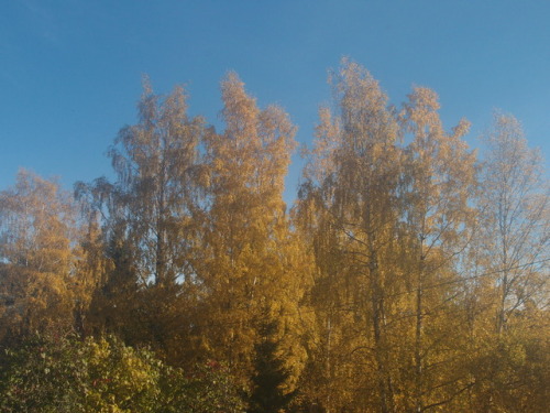 Autumn birches