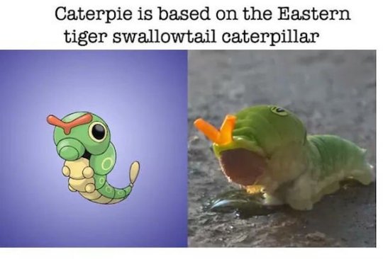 Real world animals that inspired Pokemon