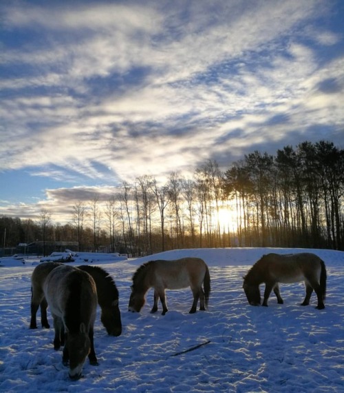 Przewalski horses don&rsquo;t mind the snow #animals #tallinnzoo #tallinnaloomaaed #loomad #wint