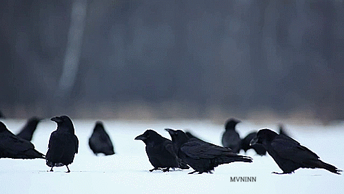 mvninn:  Valkyries in disguise… 