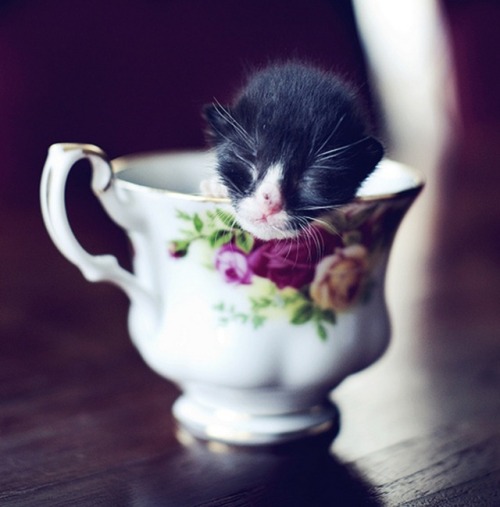 moonlettuce:For anyone who needs it, have some kittens in cups.this cup is so tiny