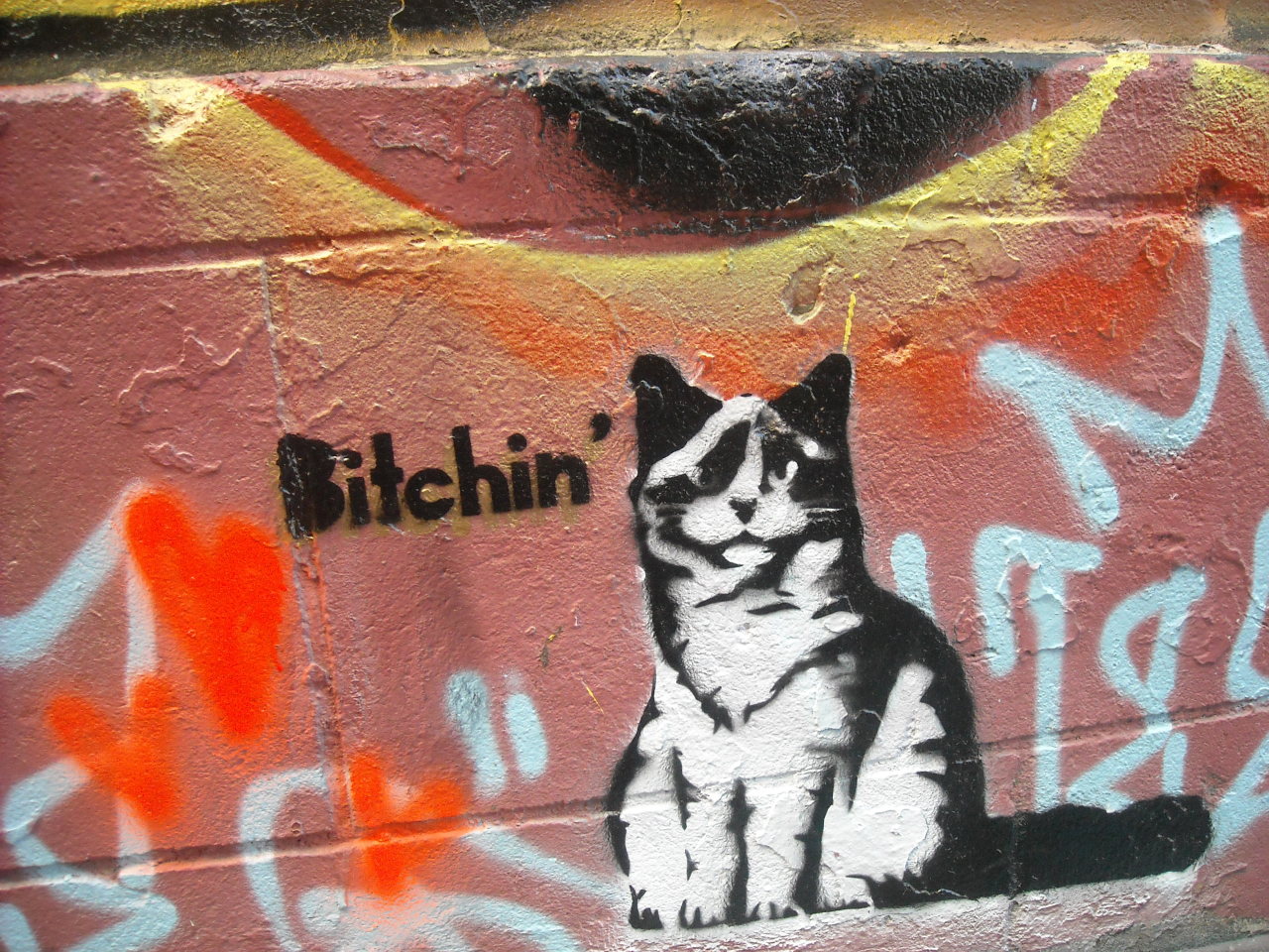 byadventurekitten:  Bitchin’ cat