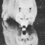wolfsr4life