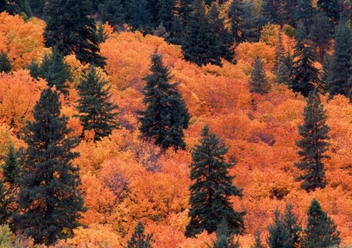 justemoinue2:Sea of Vine MaplesTumwater Canyon, Washington