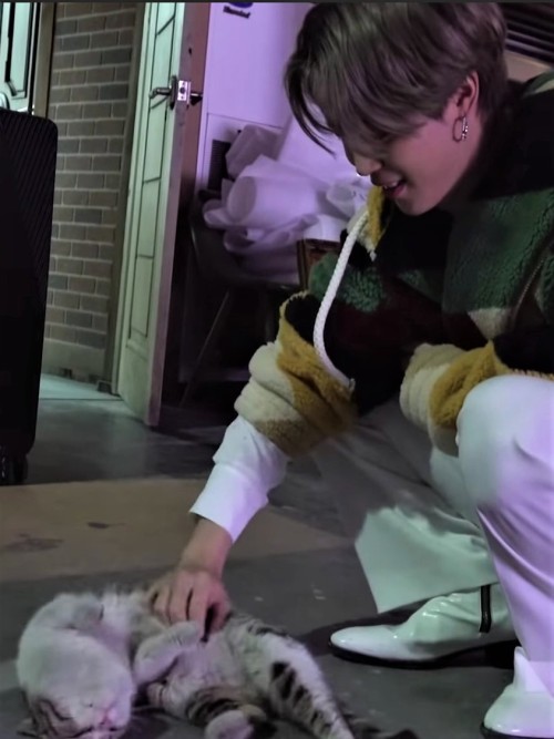 CATS SECRETLY HATE HUMANS BUT OPENLY LOVE JIMIN AND JIMIN ALONE!