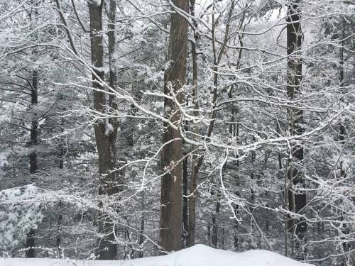 Fresh Snow, Catskills NY #snow #catskills #hudsonvalley #landscape #nature