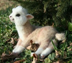 decadentdaughtr:  Baby Alpacas don’t even look real!! ♥