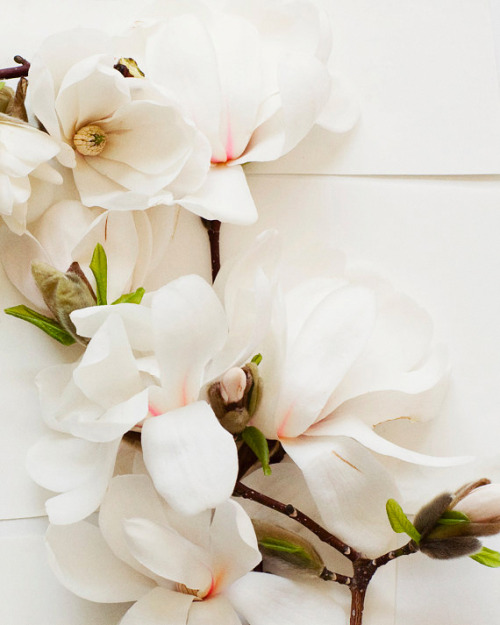 everlytrue:  [by Kari Herer] 