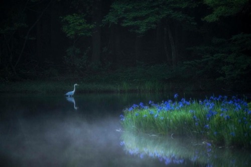 justaseasaltyselkie:quiet-nymph:Photography by H.manabe