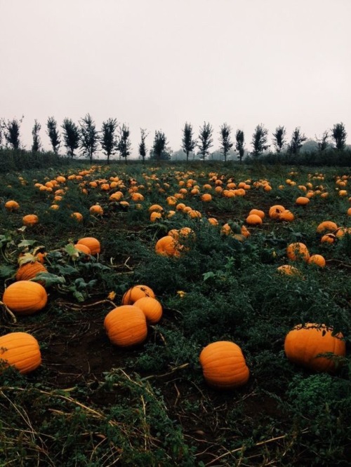 white-pumpkin:autumn [x]