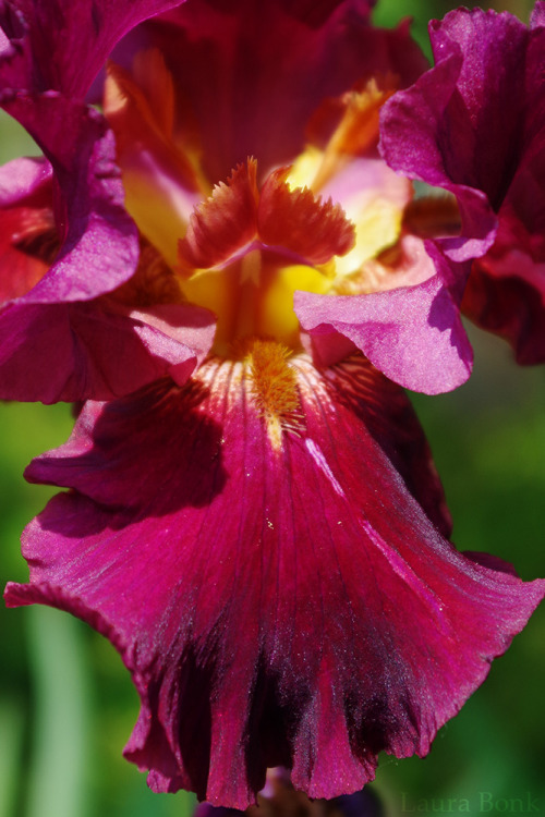 Iris02-06-2017 / RUB, botanical garden