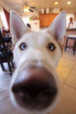 awwww-cute:  Am I in your personal space?